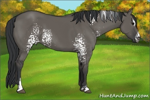 Horse Color: White Spotted Grullo Sabino 