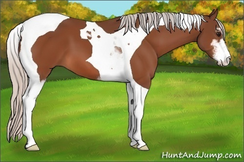 Horse Color: Silver Bay Sabino Tobiano 