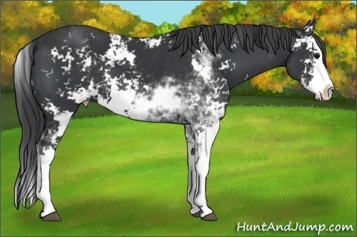 Horse Color: Black Sabino Splash 