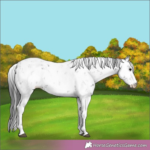 Horse Color:Black Sabino 
