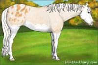 Horse Color:Silver Buckskin Splash Appaloosa 