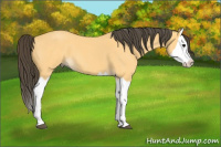 Horse Color:Buckskin Roan Splash 