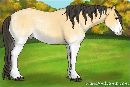 Horse Color: White Spotted Buckskin Roan Rabicano 