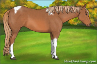 Horse Color:Chestnut Tobiano 