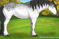 Horse Color:White Spotted Black Rabicano 