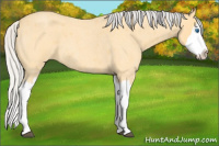 Horse Color:Silver Buckskin Roan Splash