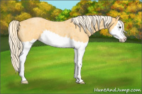 Horse Color:Palomino Roan Splash 