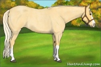 Horse Color:Palomino Roan Splash 