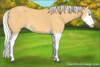 Horse Color:Silver Buckskin Roan Splash