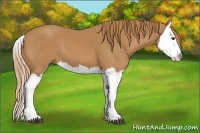 Horse Color:Chestnut Splash 