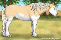 Horse Color:Palomino Roan Splash 