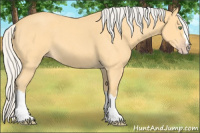 Horse Color:Silver Amber Cream Champagne Roan Splash 