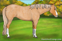 Horse Color:Palomino Roan Splash 