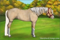 Horse Color:Silver Buckskin Roan Splash