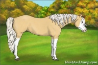 Horse Color:Silver Buckskin Roan Splash 