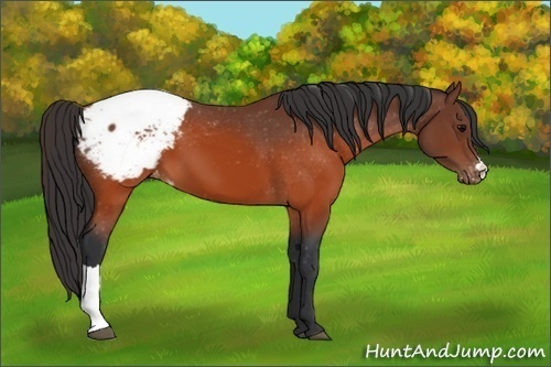 Horse Color: Brown Snowcap 
