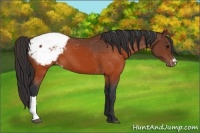 Horse Color:Brown Appaloosa