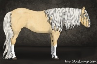 Horse Color:Silver Buckskin Roan Splash 