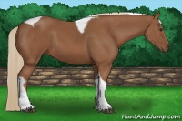 Horse Color:Chestnut Tobiano