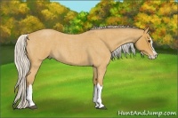 Horse Color:Silver Buckskin Roan Splash 