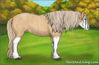 Horse Color:Palomino Roan Splash 