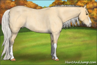 Horse Color:Silver Buckskin Roan Splash