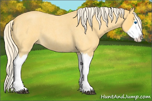 Horse Color:Palomino Roan Splash