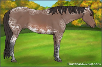 Horse Color:Bay Ice 
