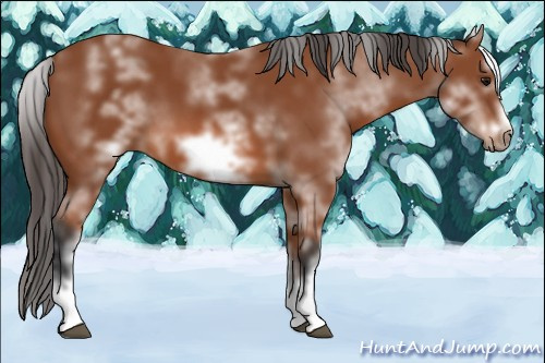 Horse Color: White Spotted Bay Splash Frame 