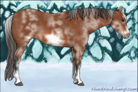 Horse Color:White Spotted Bay Splash Frame 