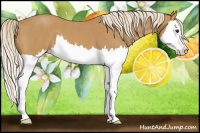 Horse Color:Palomino Roan Splash 