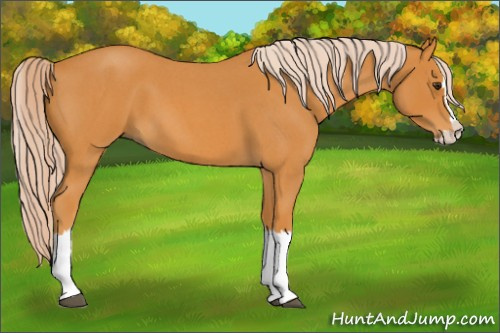 Horse Color:Palomino Roan Splash 