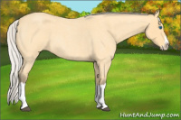Horse Color:Silver Buckskin Roan Splash 
