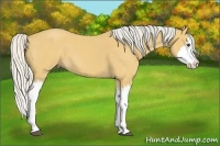Horse Color:Silver Buckskin Roan Splash