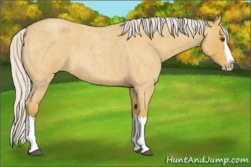 Horse Color:Silver Buckskin Roan Splash