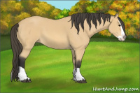 Horse Color:Buckskin Splash 