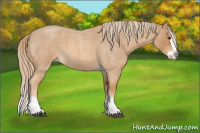 Horse Color:Red Roan Splash 