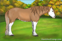 Horse Color:Chestnut Splash 