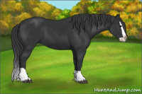 Horse Color:Black Splash