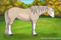 Horse Color:Red Dun Roan Splash 