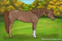 Horse Color:Red Roan 