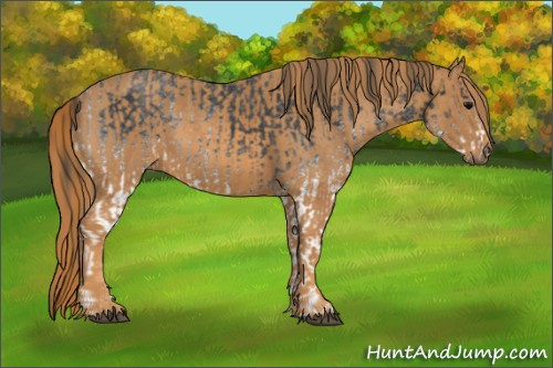 Horse Color: White Spotted Blue Roan Rabicano  Brindle