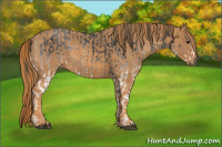 Horse Color:White Spotted Blue Roan Rabicano  Brindle