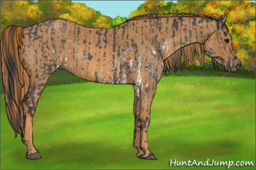 Horse Color: White Spotted Blue Roan Rabicano  Brindle