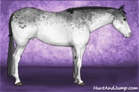 Horse Color:White Spotted Blue Roan Rabicano Brindle