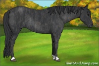 Horse Color:Blue Roan Rabicano Brindle