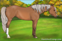 Horse Color:Silver Bay 