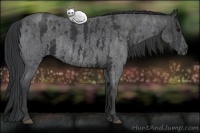 Horse Color:White Spotted Blue Roan Rabicano  Brindle