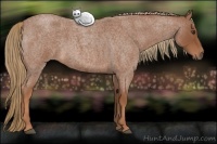 Horse Color:Red Roan 