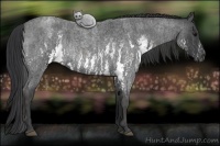 Horse Color:White Spotted Blue Roan Rabicano  Brindle